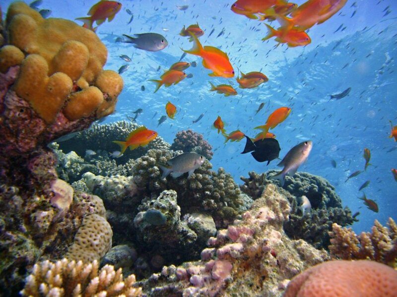 Arrecifes de Corales